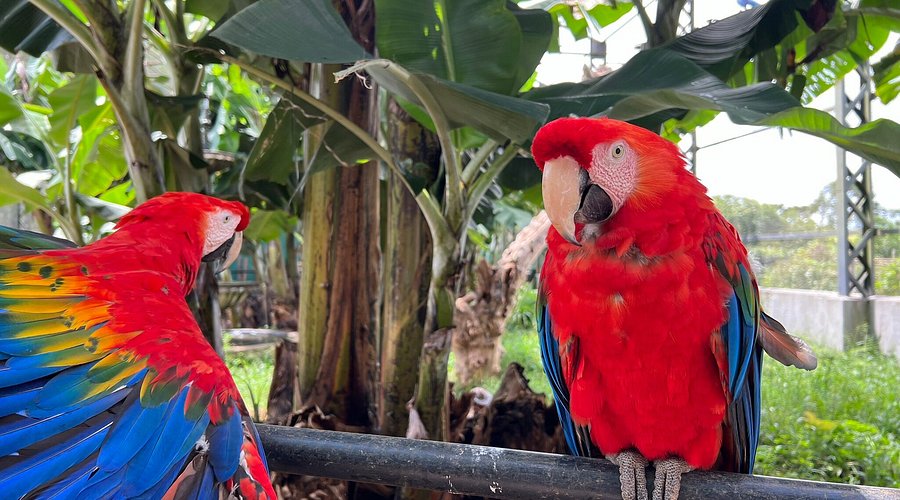 Zoo das Aves